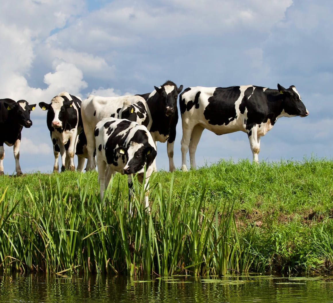 group white and black cow