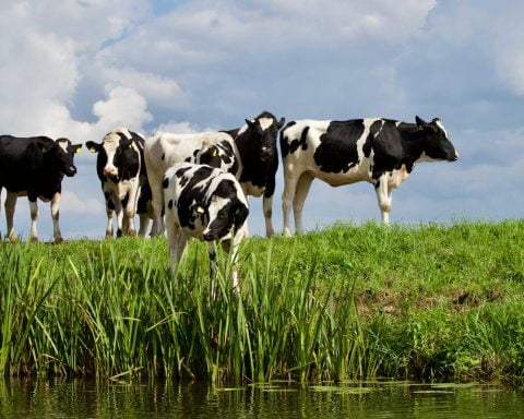 group white and black cow