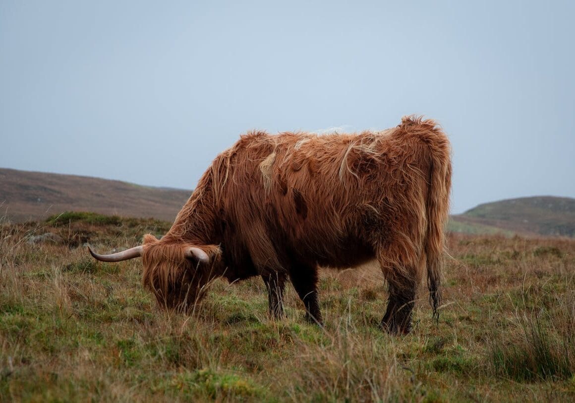Schotland per trein voor de moderne ondernemer