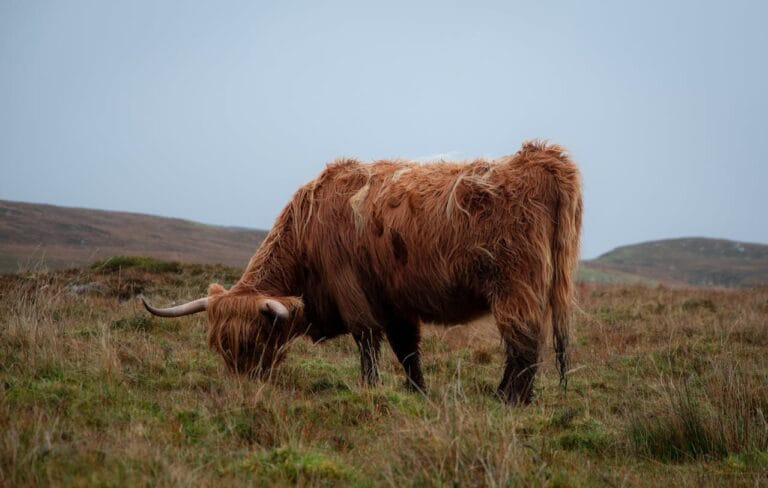 Schotland per trein voor de moderne ondernemer