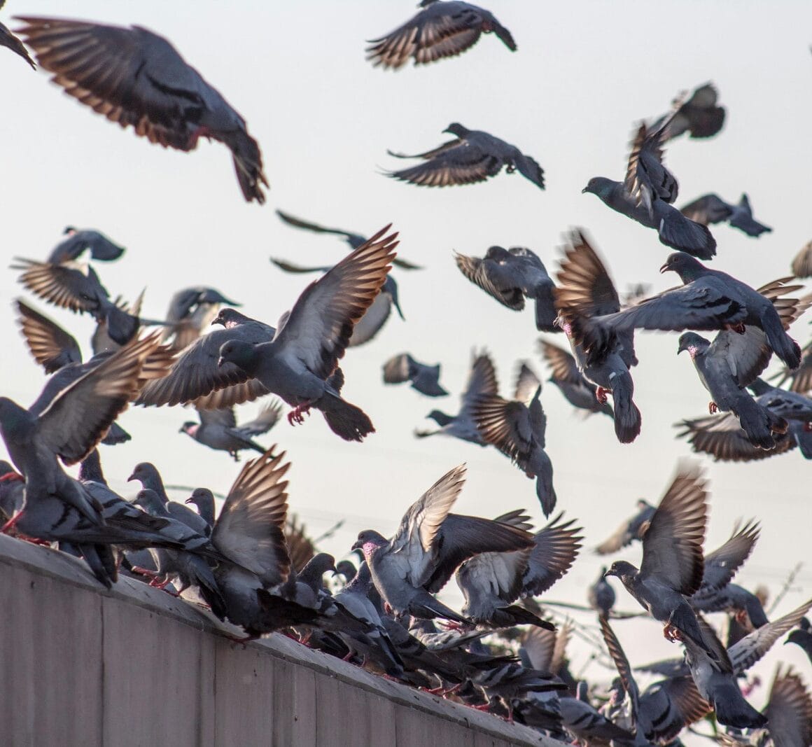 Waarom vogelafweer een slimme investering is