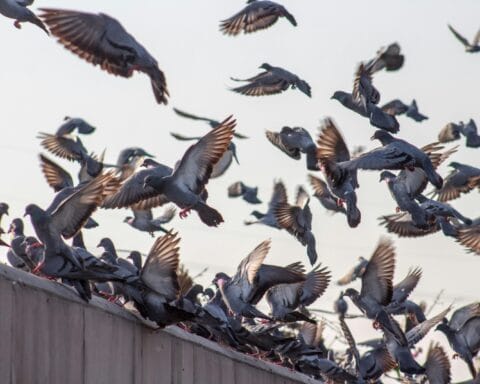 Waarom vogelafweer een slimme investering is