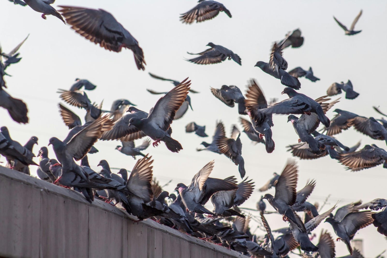Waarom vogelafweer een slimme investering is