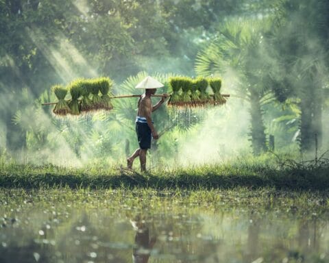 Carrière maken met impact de groei van groene beroepen