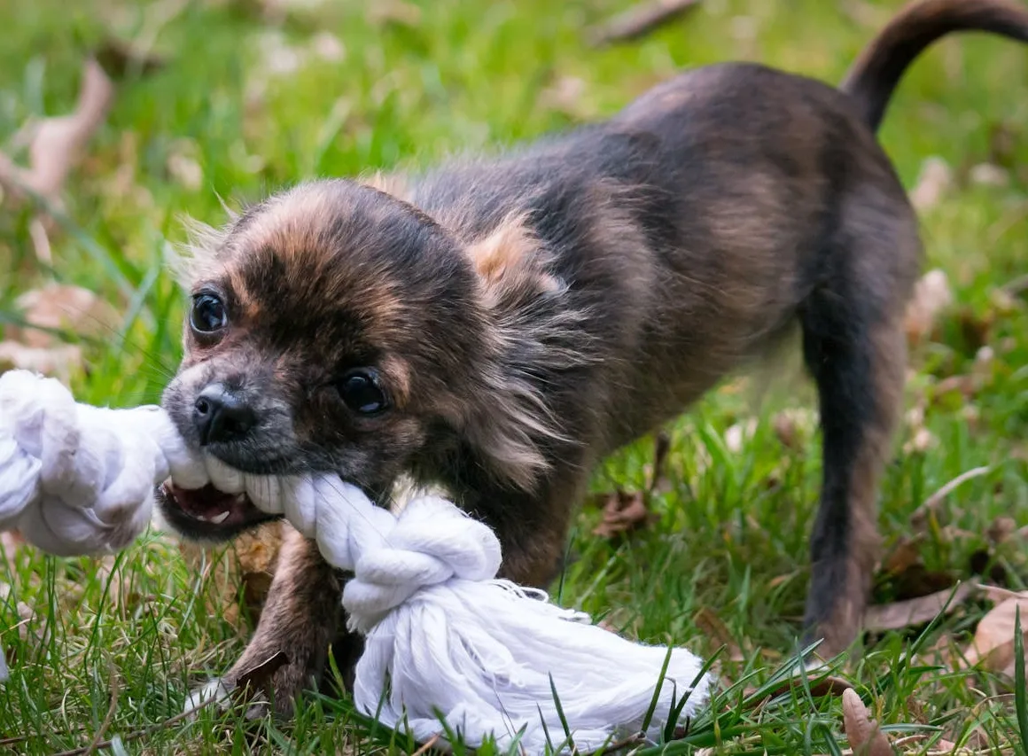 IJsvogel Retail - Bedrijfsoverzicht