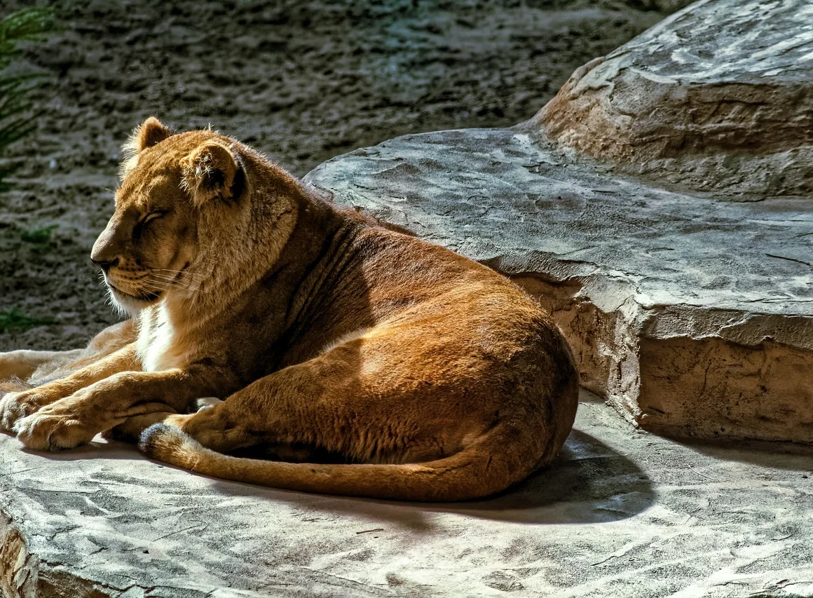 Robert Kruijff vermogen van de olie naar Dierenpark Hoenderdaell