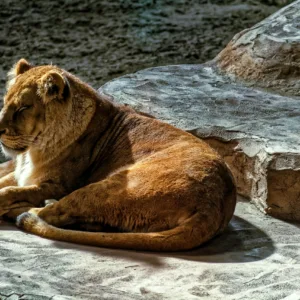 Robert Kruijff vermogen van de olie naar Dierenpark Hoenderdaell