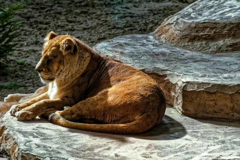 Robert Kruijff vermogen van de olie naar Dierenpark Hoenderdaell