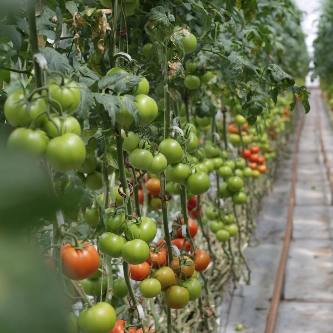 Rijen tomatenplanten in een kas, het werkterrein van Edwin de la Combé