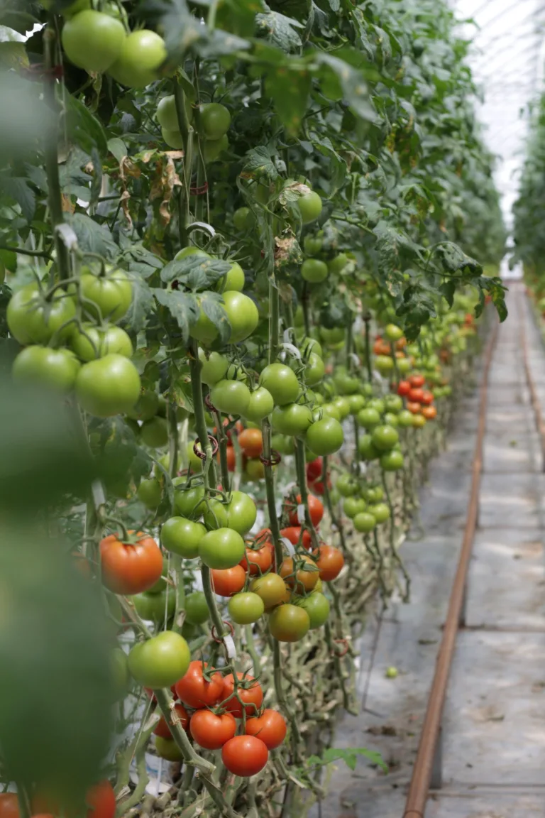 Rijen tomatenplanten in een kas, het werkterrein van Edwin de la Combé
